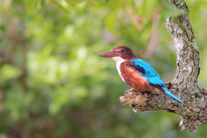 Kingfisher perched over the waterway near Waraka Udawalawe
