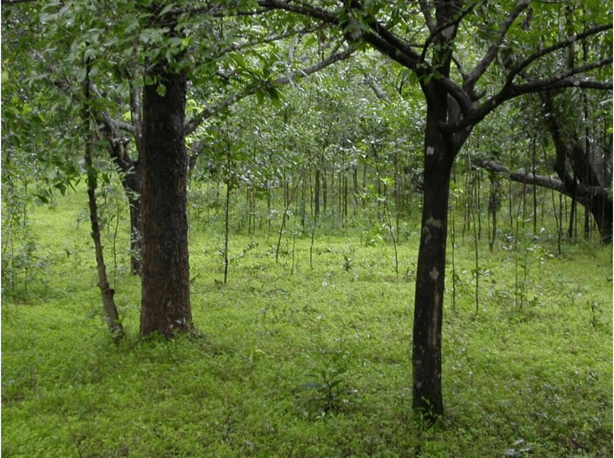 New tree saplings growing alongside older trees at Sam Popham's Arboretum