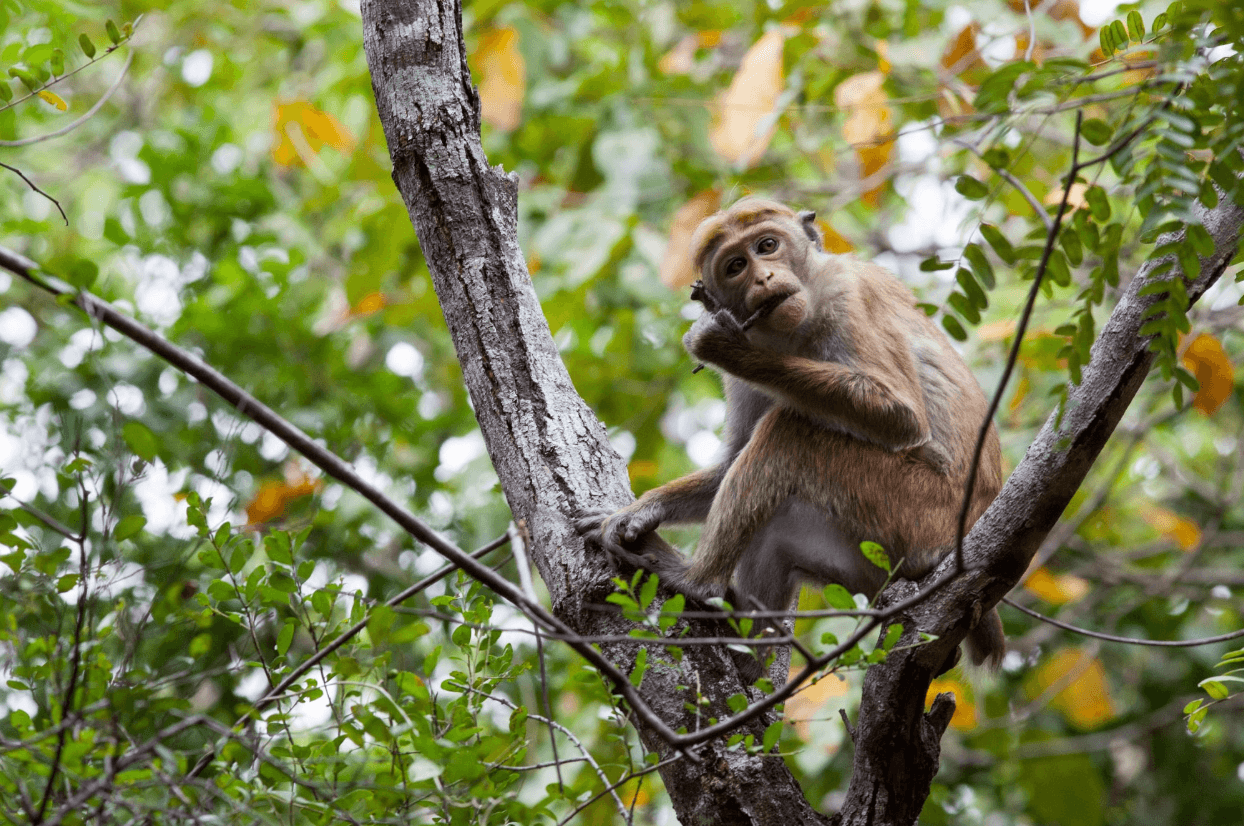 Toque macaque in a tree at Sam Popham's Arboretum.