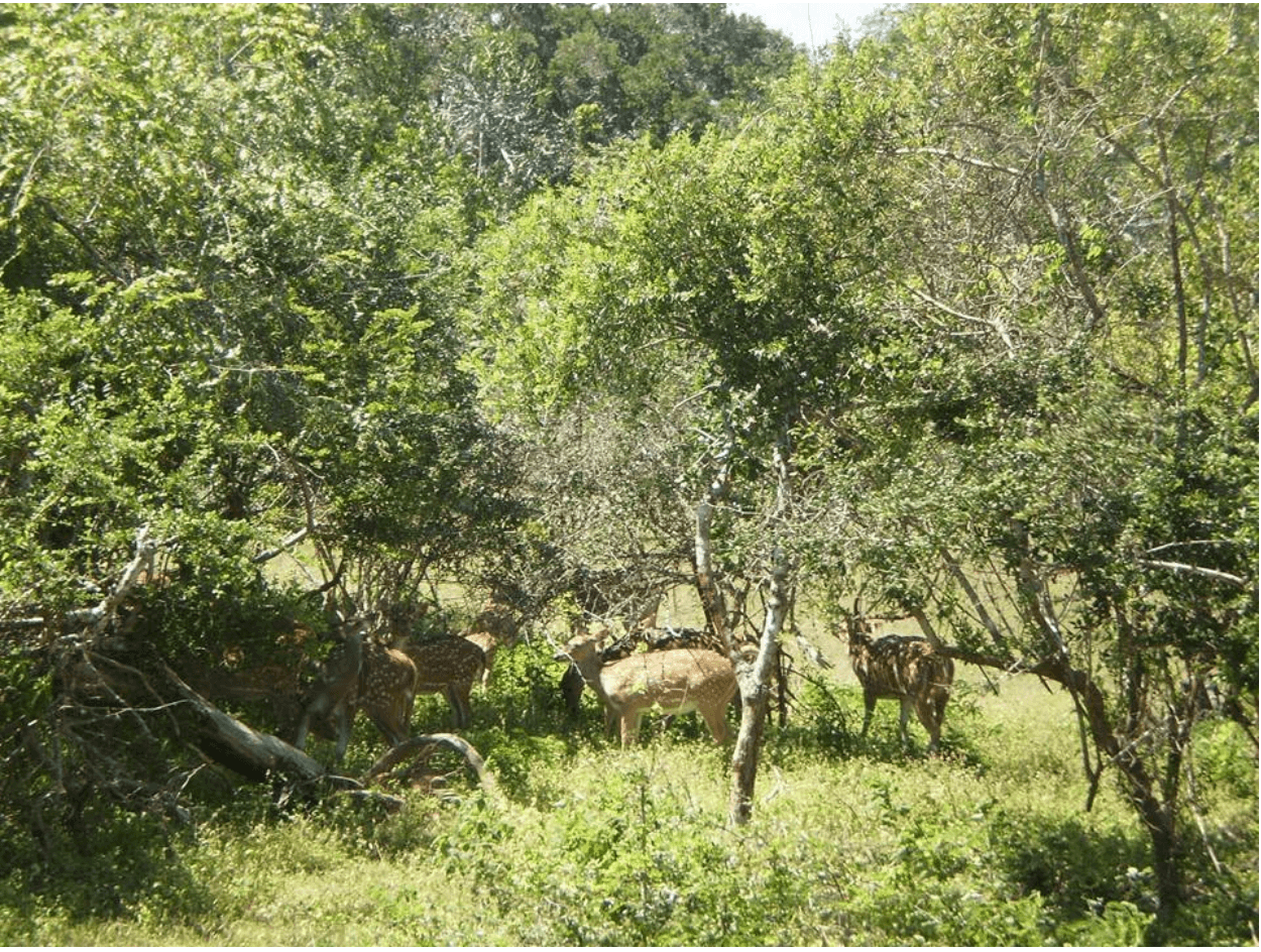 Sri Lankan spotted deer (Axis axis ceylonensis) grazing at Sam Popham's Arboretum