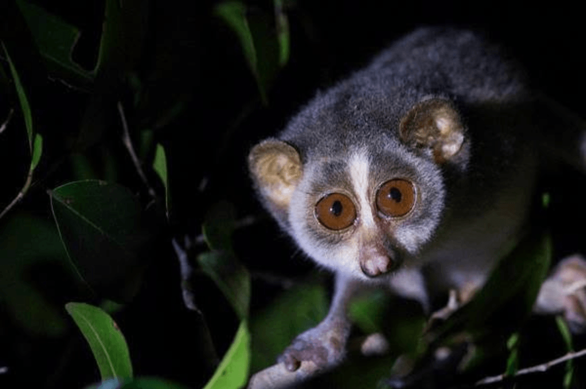 Grey slender loris spotted during a night safari at Sam Popham's Arboretum.