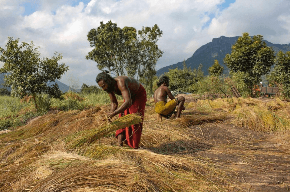 Community members working the organic farm at Wild Glamping Gal Oya. 