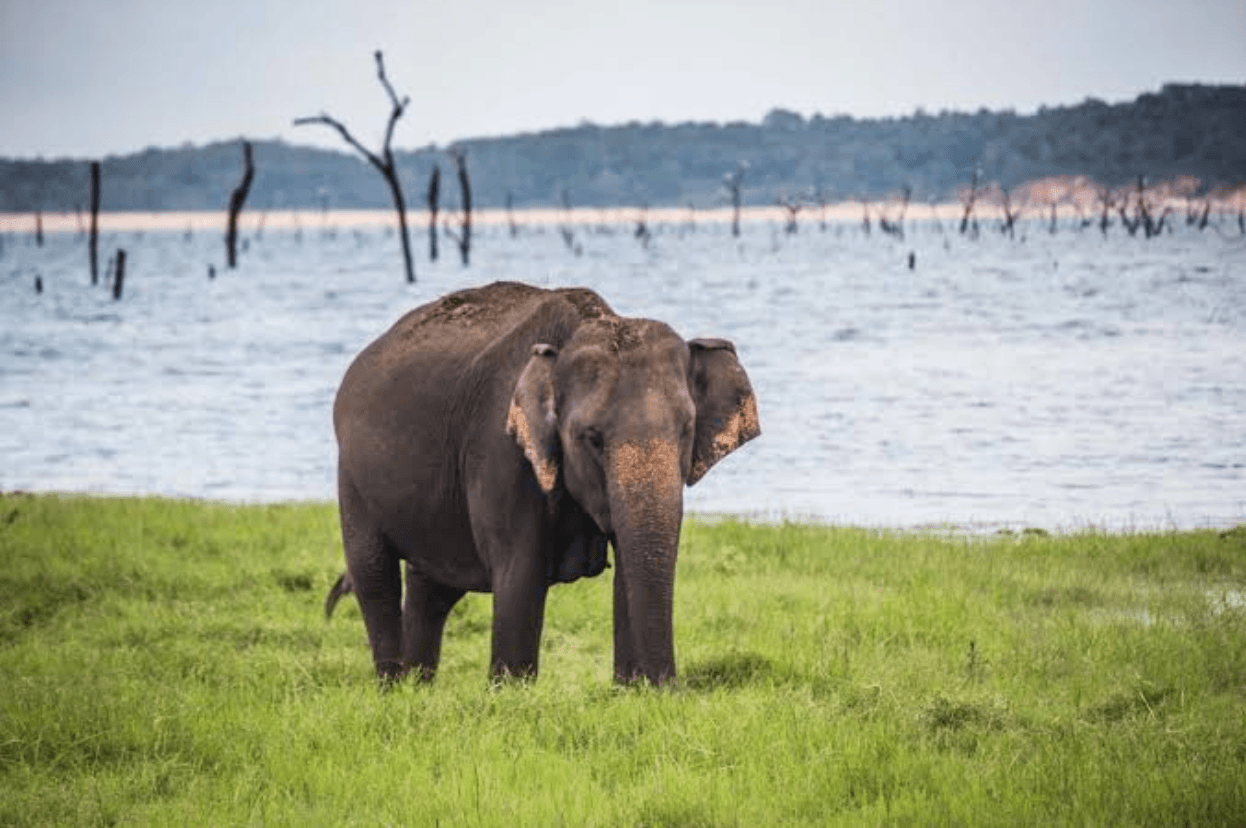 A wild elephant grazing beside a low reservoir during Sri Lanka's dry season.
