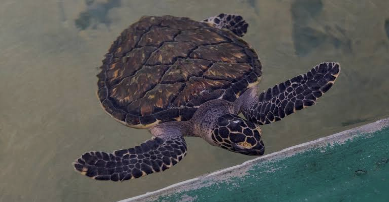 A young sea turtle at the Hikkaduwa turtle hatchery.