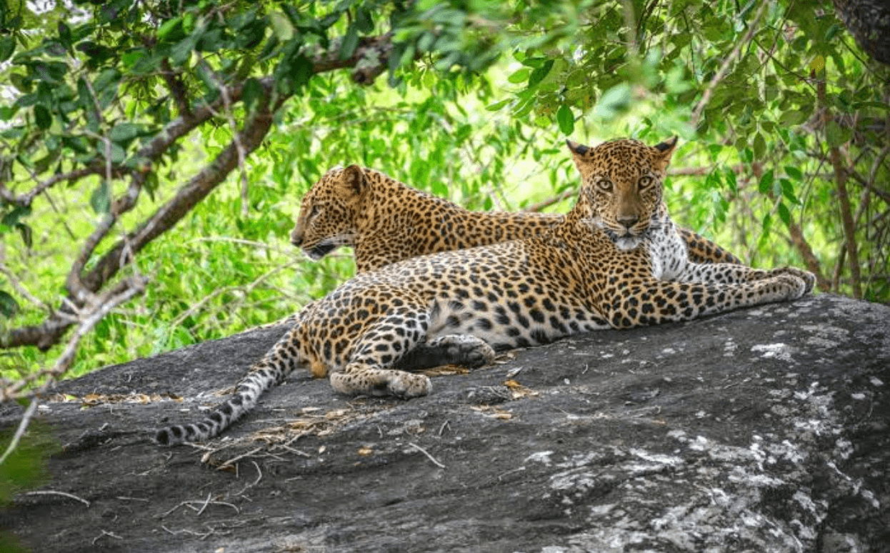 Leopards resting on a rocky outcrop in Yala National Park.