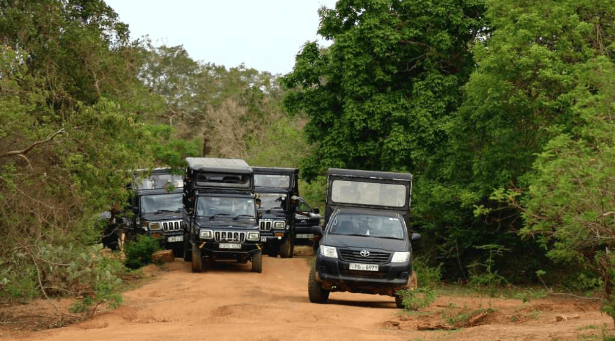 Multiple safari jeeps crowded together on a narrow path in Yala National Park.