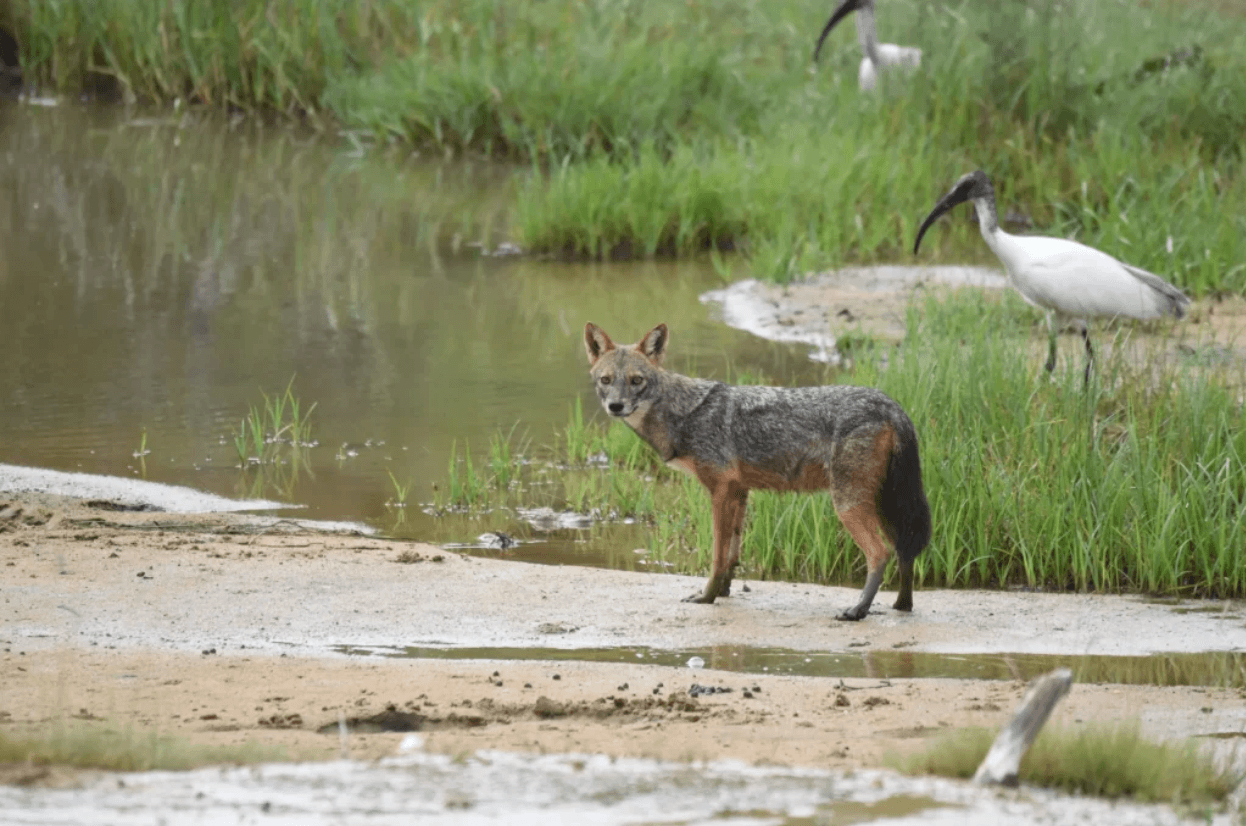 Golden jackal in Yala National Park block 5, with a black-headed ibis in the background.