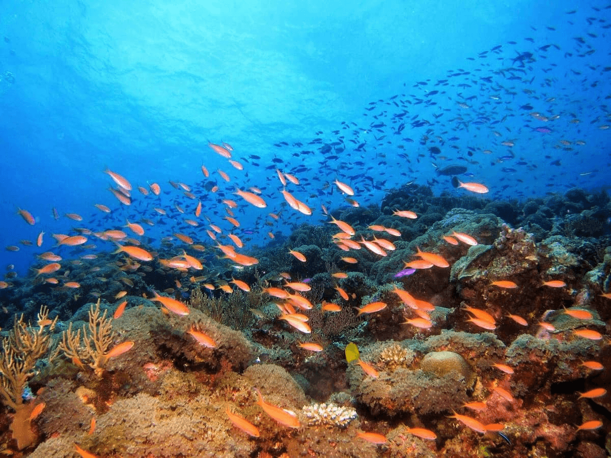 Clear shallow reef water with visible marine life near Mirissa