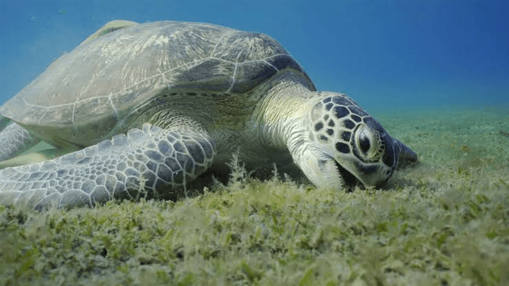 Green sea turtle grazing on seagrass near a reef in Mirissa