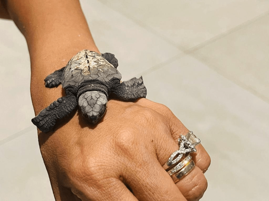  A baby sea turtle found on the beach near Vis Ta Vie Mirissa