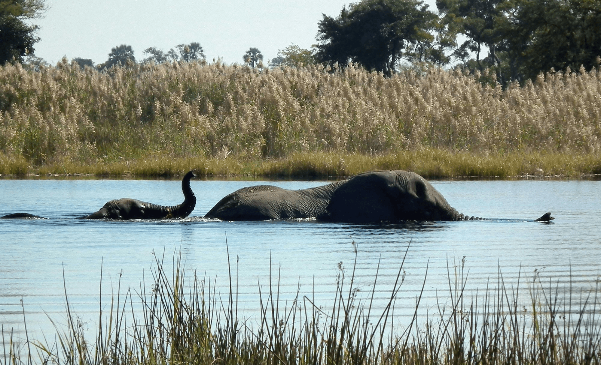 Wild elephants swimming in the reservoir in Gal Oya National Park