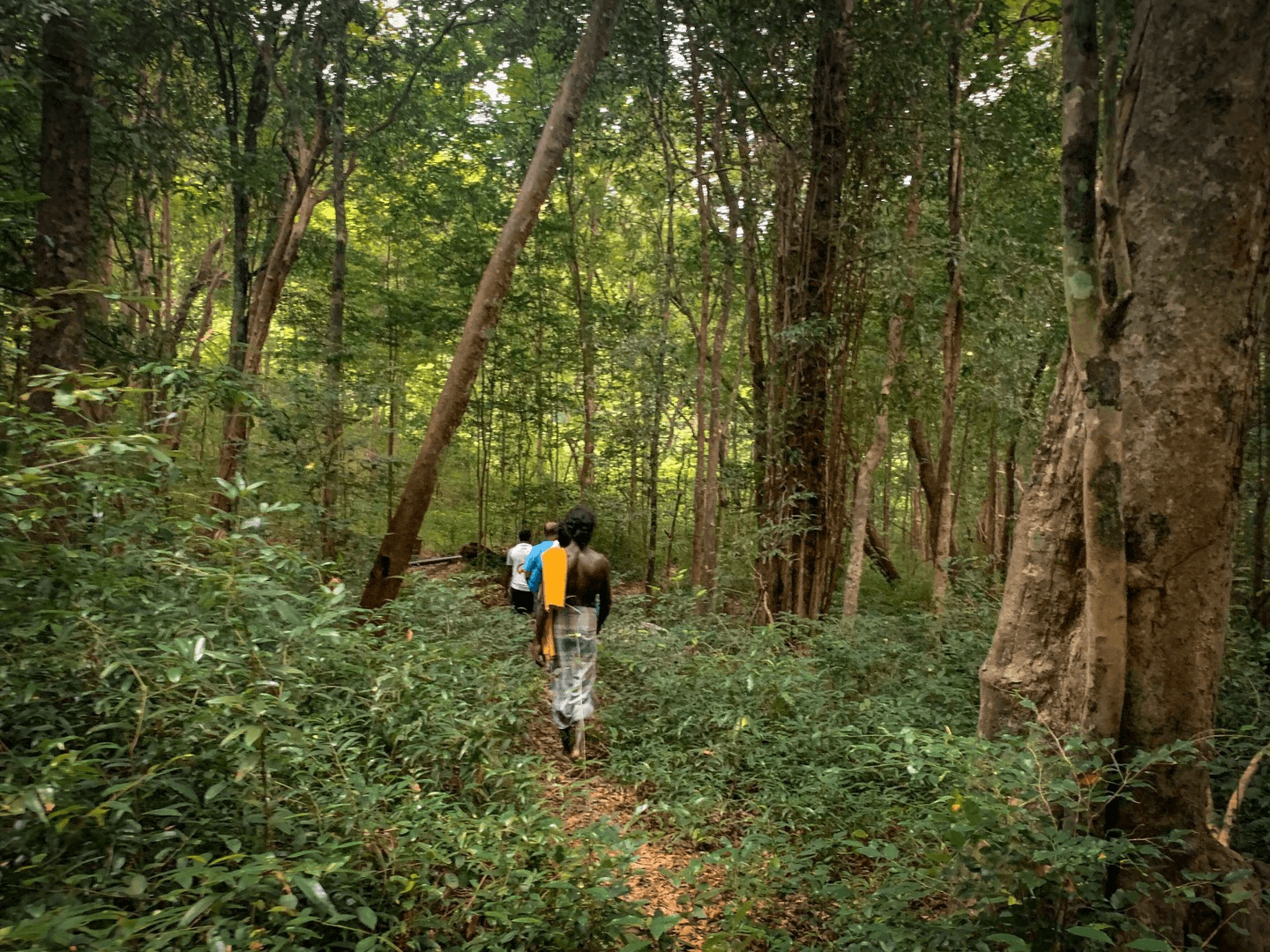 Veddah guide and two guests on a jungle walk near Rathugala