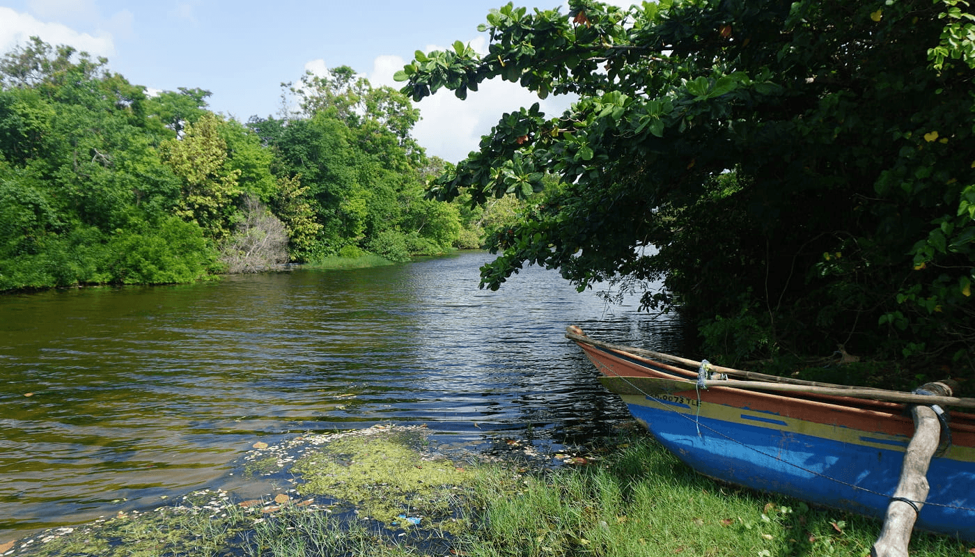 Mangroves lining the still water of Mawella Lagoon near Tangalle