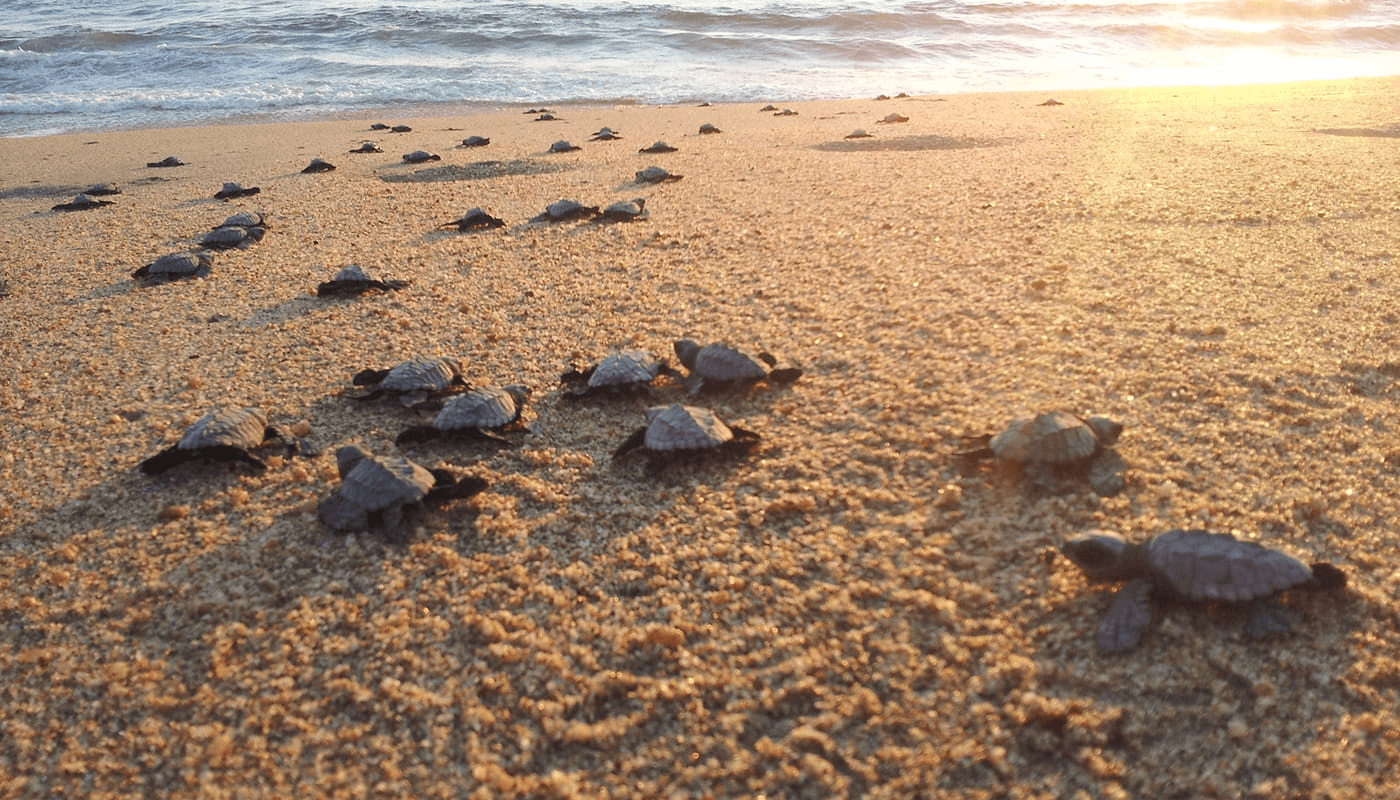 Baby sea turtles crawling across the sand towards the sea