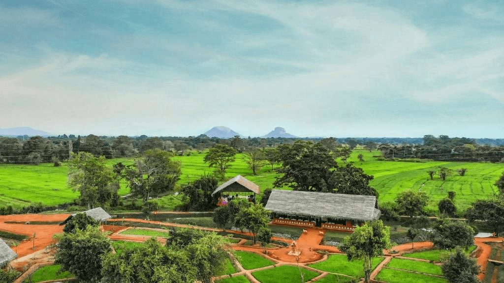 Ayurvie Sigiriya overlooking green paddy fields
