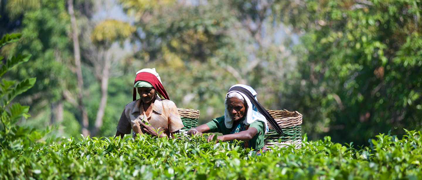 Tea pluckers at Mountbatten Bungalow Kandy, representing local employment and community sustainability.