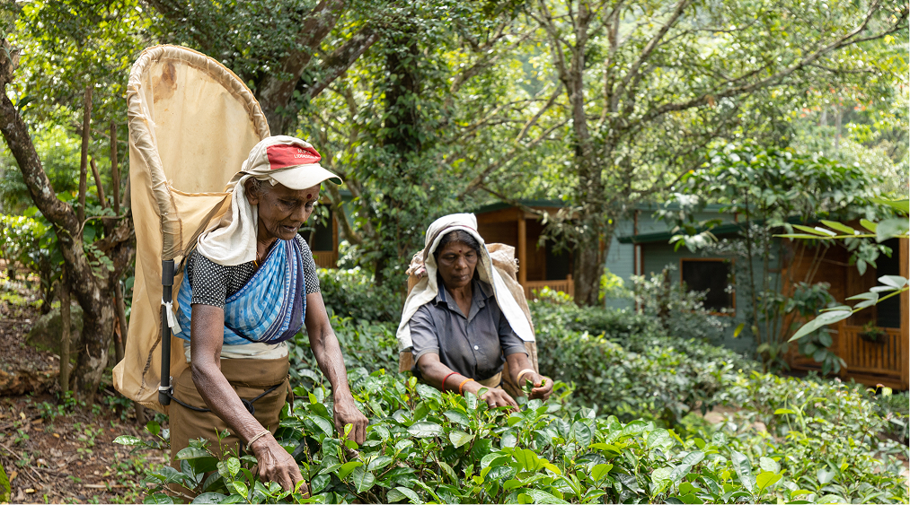 Local women picking tea leaves near garden chalets at Mountbatten Bungalow, supporting Sri Lanka bungalow resorts.