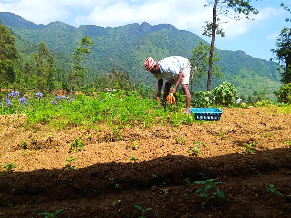 Organic Farming Views near Tea & Experience Factory Hotel