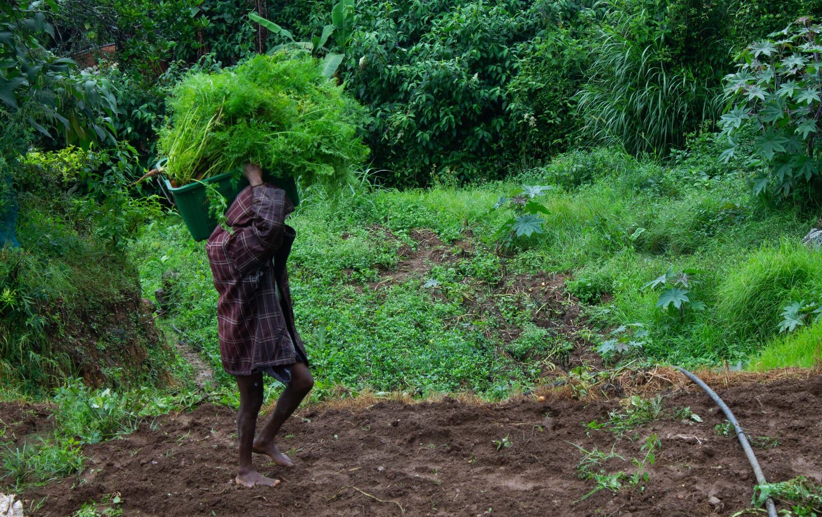 Sustainable Farming in Nuwara Eliya – Local Farmer Harvesting Organically Grown Greens